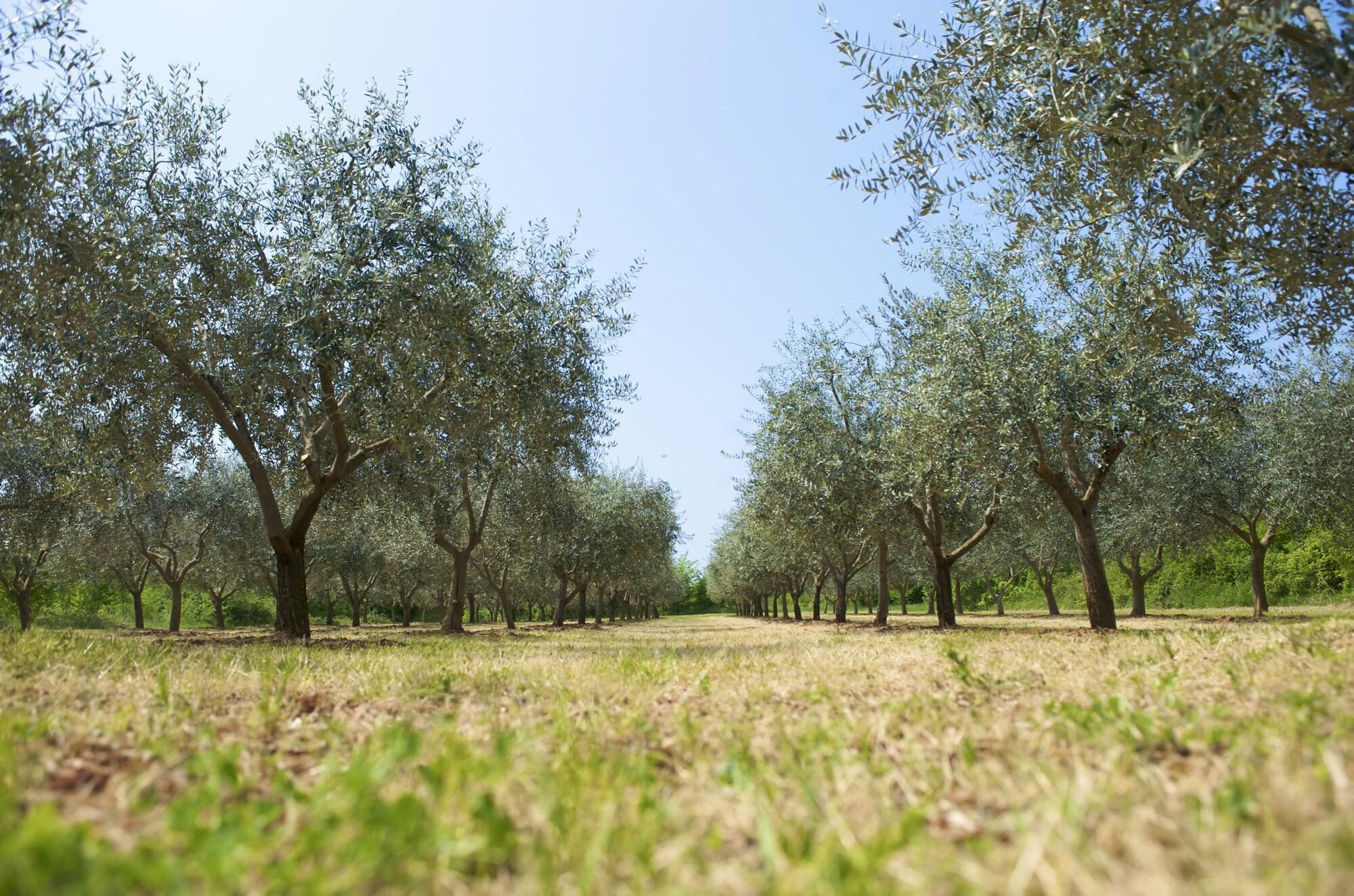 Rivalmare Beach Boutique Hotel - New! Novigrad Istria Εξωτερικό φωτογραφία